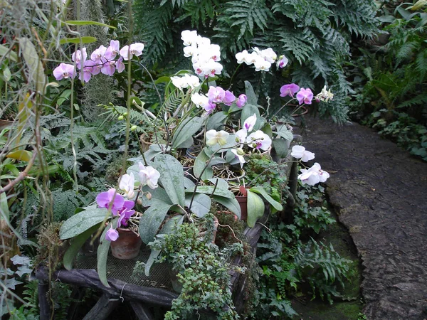 Fleurs Orchidée Colorées Dans Jardin Été — Photo