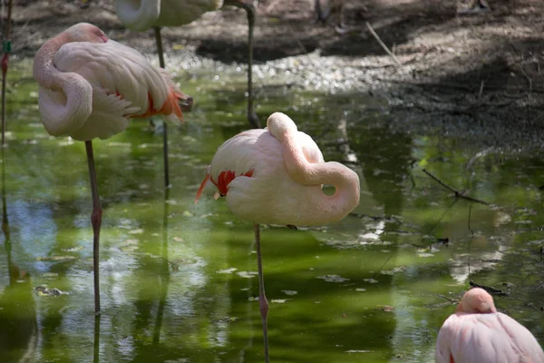 粉红火烈鸟在花园池塘里休息 — 图库照片
