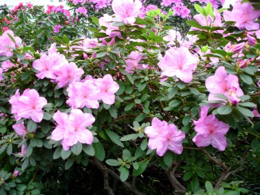 Azalea çiçeği parkta baharda çiçek açıyor.