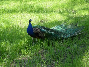  Erkek tavuskuşu parkta çimenlerin üzerinde yürüyüş
