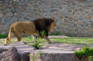 Bir yaz gününde yürüyüş aslan. Vahşi hayvan