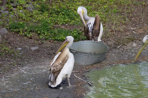 Pelican Jour Été Oiseau Sauvage — Photo