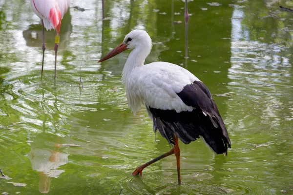 Cigogne Blanche Sauvage Dans Parc Été — Photo