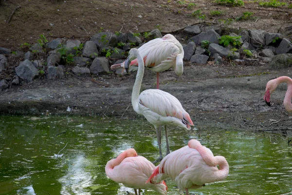 Pink Flamingo Birds Relaxing Garden Pond — Stock Photo, Image