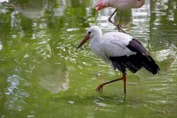 Cigogne Blanche Sauvage Dans Parc Été — Photo