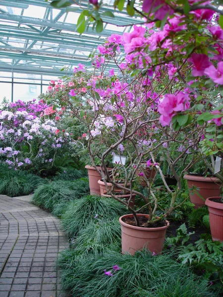 Flores Azalea Floreciendo Invernadero — Foto de Stock