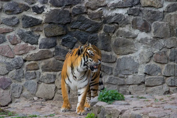 Siberian tiger walking on a summer day