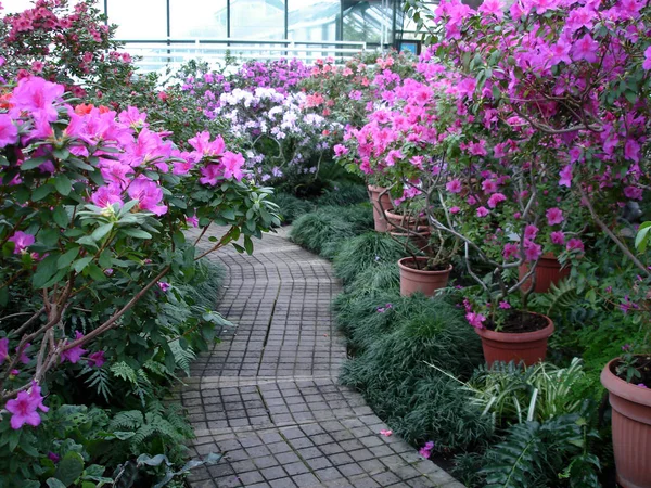 Azalea Blommor Blommar Växthus — Stockfoto