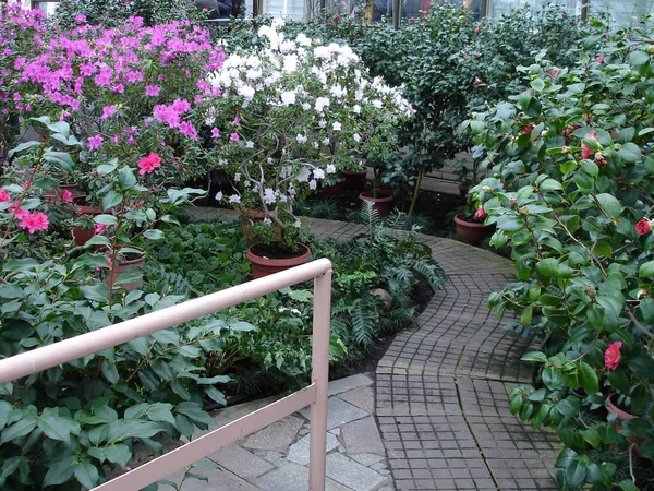 Azalea Flowers Blooming Greenhouse — Stock Photo, Image