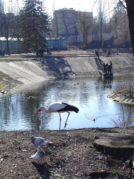 野生白鹤在冬季公园 — 图库照片