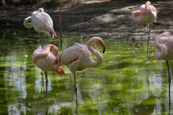 Pink flamingo birds relaxing in a garden pond