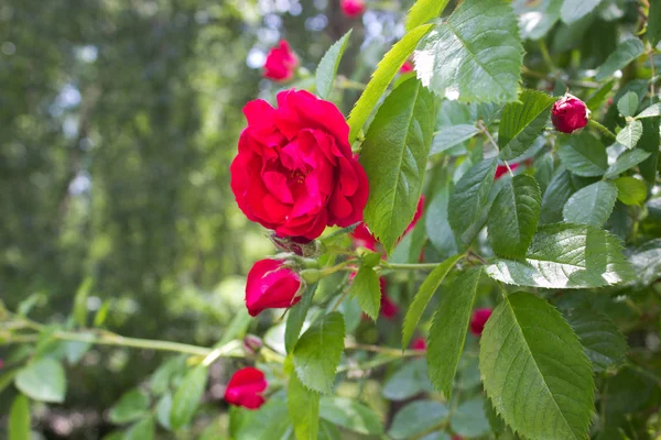 Φωτογραφία Από Ένα Ανθισμένο Κόκκινο Τριαντάφυλλο Έναν Κήπο — Φωτογραφία Αρχείου