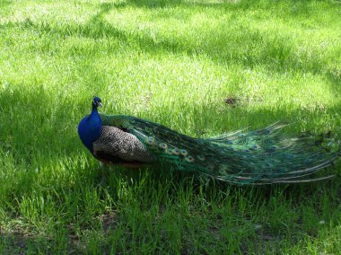 Erkek tavuskuşu parkta çimenlerin üzerinde yürüyüş