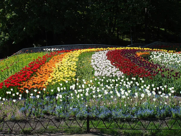 Tulipes Colorées Par Une Journée Ensoleillée — Photo
