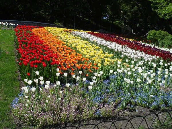 Tulipes Colorées Par Une Journée Ensoleillée — Photo