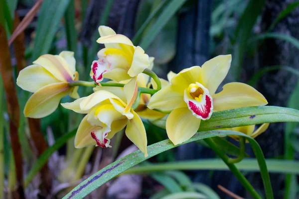 Flor Orquídea Amarela Jardim Verão — Fotografia de Stock