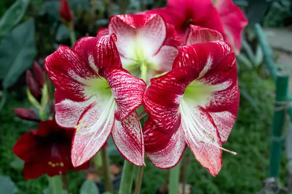 Primer Plano Floración Roja Amaryllis —  Fotos de Stock