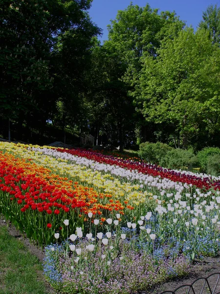 Colorful Tulips Sunny Day — Stock Photo, Image