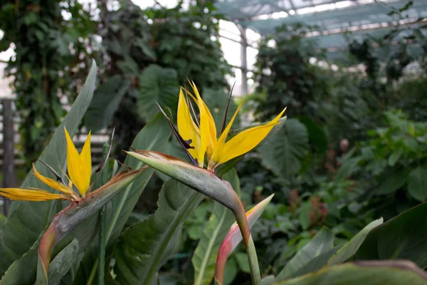 Αφρικανική Strelitzia Τροπικό Λουλούδι Πουλί Του Παραδείσου Στον Κήπο — Φωτογραφία Αρχείου