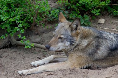 Yaz boyunca doğada dinlenen gri kurt. Vahşi hayvan.