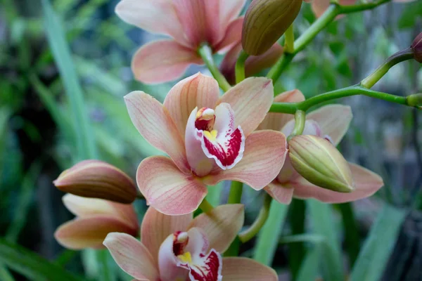 Barevné Orchidej Květiny Letní Zahradě — Stock fotografie