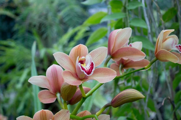 Färgglad Orkidé Blomma Sommarträdgården — Stockfoto