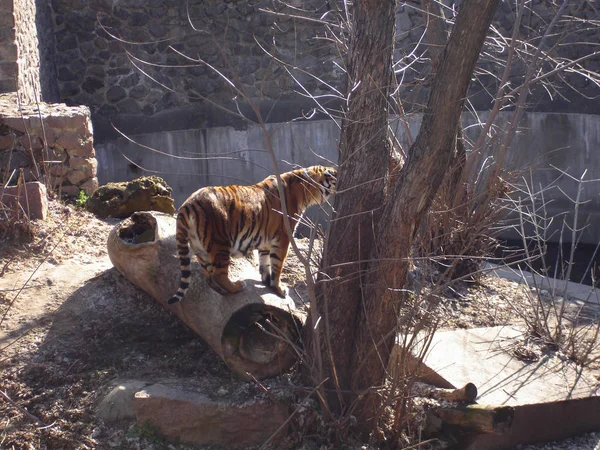 Sibirisk Tiger Gångavstånd Våren — Stockfoto