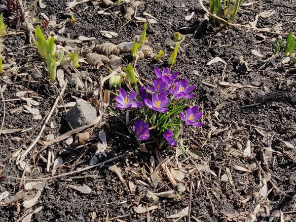 Fleurs Printemps Crocus Printemps Plein Air — Photo