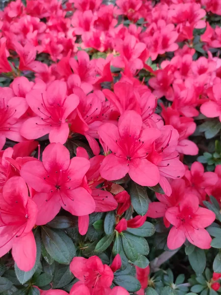 Azalea Blomma Blommar Ren Parken — Stockfoto