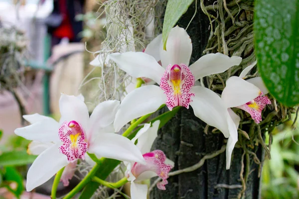 Weiße Orchideenblume Sommergarten — Stockfoto