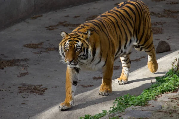 Sibirisk Tiger Gångavstånd Solig Dag — Stockfoto