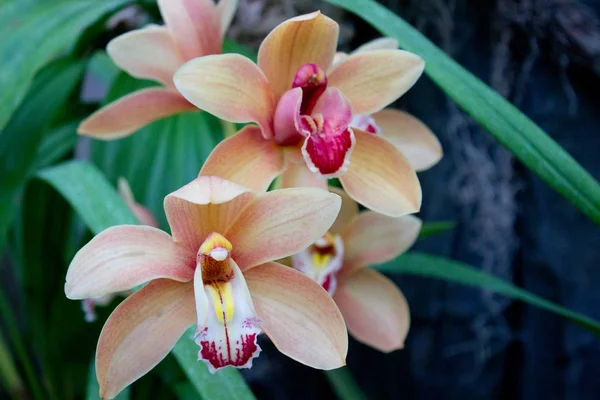 Färgglad Orkidé Blomma Sommarträdgården — Stockfoto