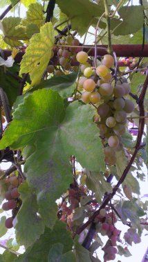 Güneşli bir günde olgun Şaraplık