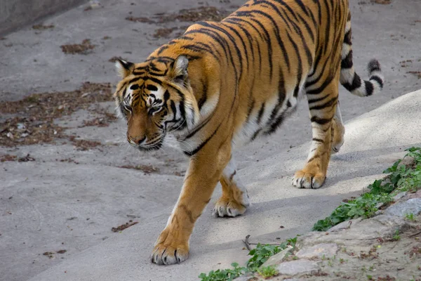 Tigre Siberiano Caminhando Dia Verão — Fotografia de Stock