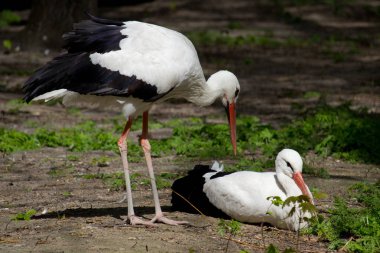 Yaz parkında vahşi beyaz leylek