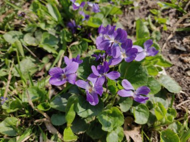 Bahar taze menekşe çiçek çiçek