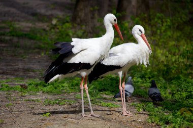 Yaz parkında vahşi beyaz leylek