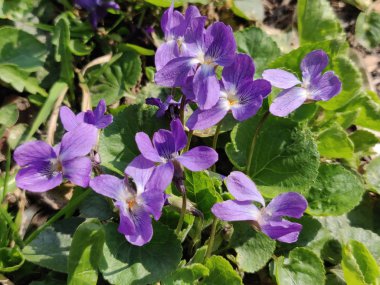 Bahar taze menekşe çiçek çiçek