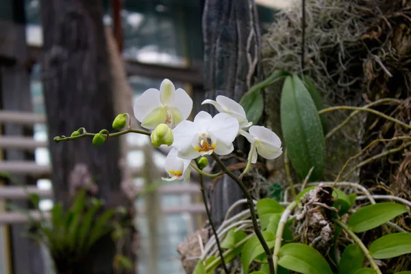 Flor Orquídea Branca Jardim Verão — Fotografia de Stock