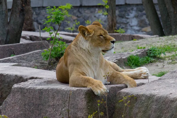 Lwica Odpoczynku Leżącego Skale Dzikie Zwierzę — Zdjęcie stockowe