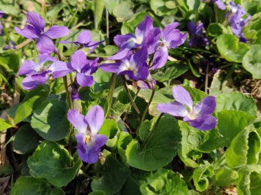 Bahar taze menekşe çiçek çiçek