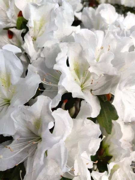 Azalea Blomma Blommar Ren Parken — Stockfoto