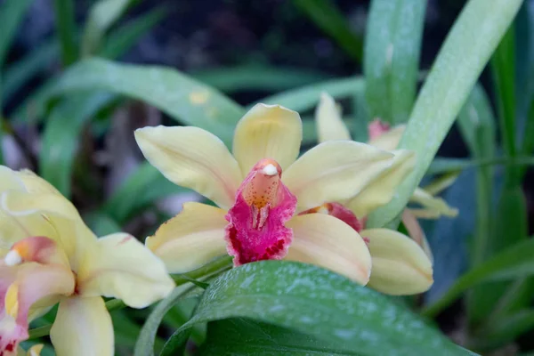 Gul Orkidé Blomma Trädgården — Stockfoto