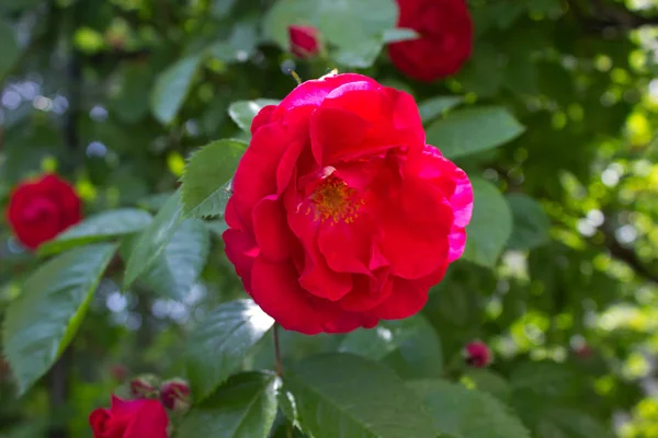 Foto Una Rosa Rossa Fiore Giardino — Foto Stock