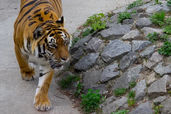 Tigre Siberiano Caminhando Dia Verão — Fotografia de Stock