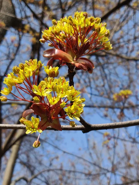 Érable Fleurit Contre Ciel Bleu Printemps — Photo