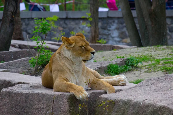 Lwica Odpoczynku Leżącego Skale Dzikie Zwierzę — Zdjęcie stockowe