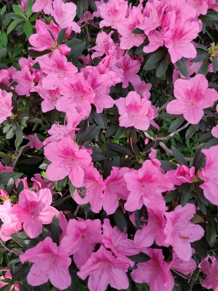 Azalea Blomma Blommar Ren Parken — Stockfoto