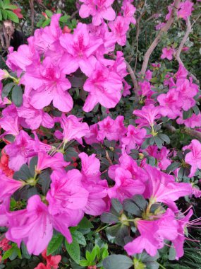 Azalea çiçeği parkta baharda çiçek açıyor.