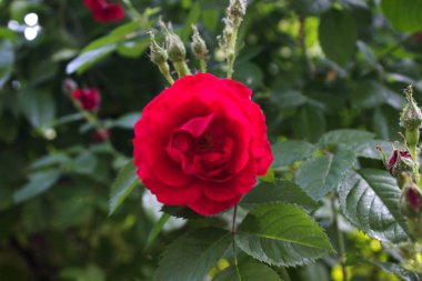 Bahçede açan kırmızı bir gülün fotoğrafı.